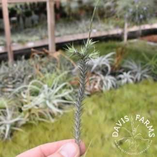 Tillandsia tricholepis Bolivian form