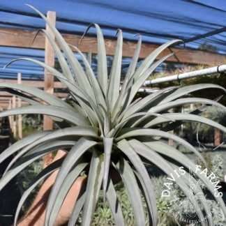 Tillandsia zacapanensis