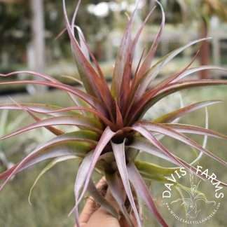 Tillandsia abdita IN BLOOM