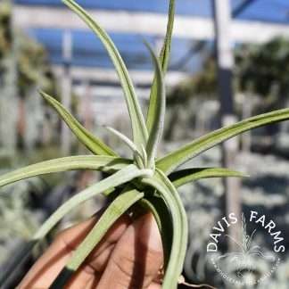 Tillandsia glabrior