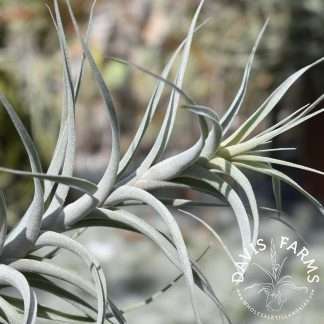 Tillandsia incarnata