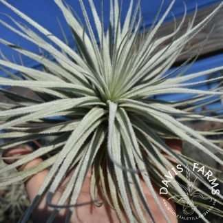 Tillandsia tectorum Wide Leaf Form