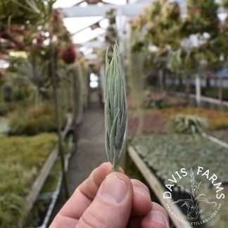 Tillandsia kirschnekii