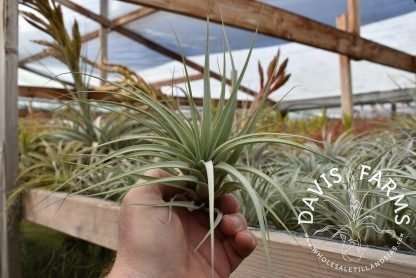 Tillandsia xerographica x fasciculata IN BLOOM Wholesale - Davis