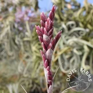Tillandsia werdermannii