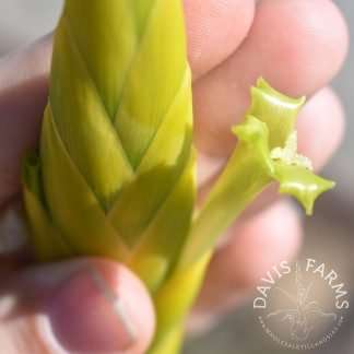 Tillandsia lotteae IN BLOOM