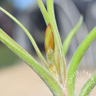 Tillandsia caput-medusae- IN BLOOM