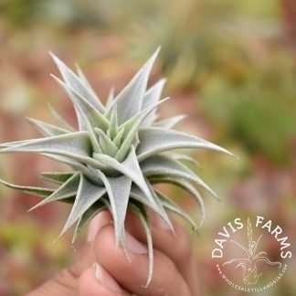 Tillandsia iglari