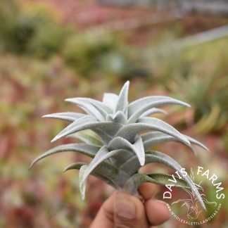 Tillandsia edithae, Silver form
