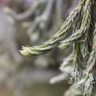 Tillandsia bryoides air plant close-up