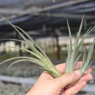 Tillandsia ionantha x caput medusae