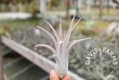Tillandsia chiapensis x velutina IN BLOOM Wholesale - Davis Farms