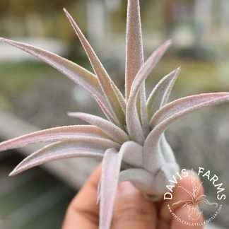 Tillandsia chiapensis x velutina "Screwball"