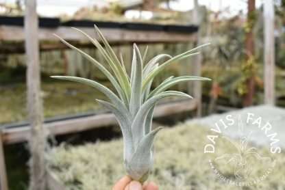 Tillandsia chiapensis x velutina IN BLOOM Wholesale - Davis Farms