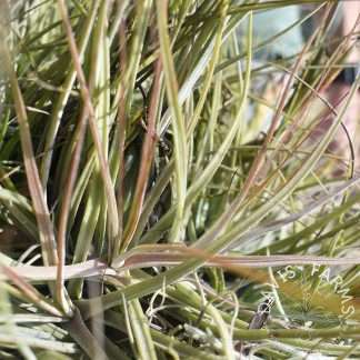 Tillandsia schiedeana