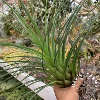 Tillandsia punctulata