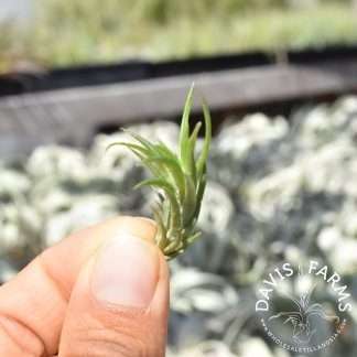 Tillandsia neglecta