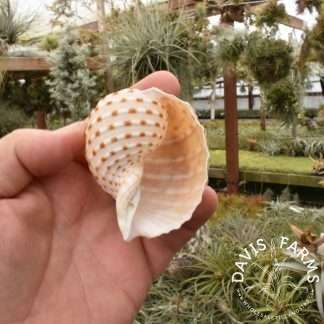 Tonna tessellata seashell