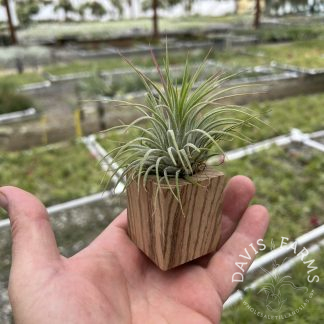 Zebra wood Tillandsia pot