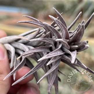 Tillandsia neglecta Purple Form