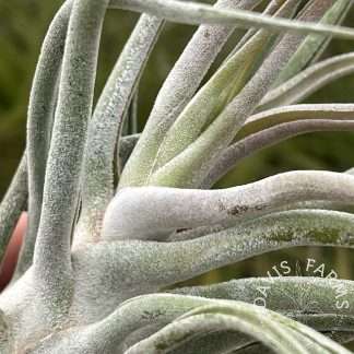 Tillandsia 'Ty' air plant, an ehlersiana x bulbosa Belize hybrid