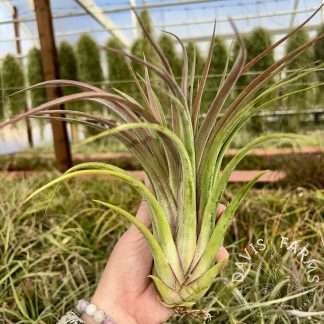 Tillandsia seleriana x velutina