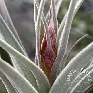 Tillandsia recurvifolia