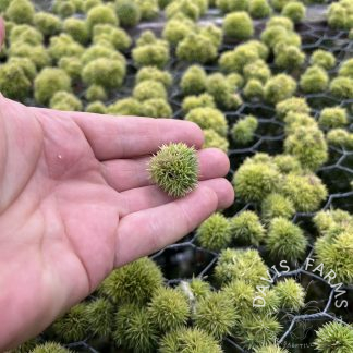 AERANTHOS TEDDY BEAR MEDIUM