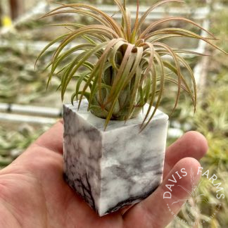 White marble air plant pot