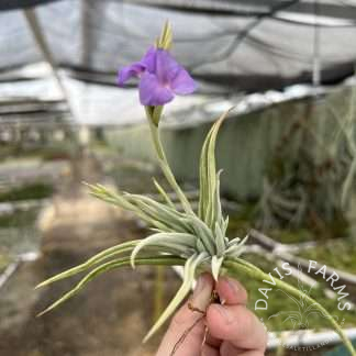 Tillandsia santiagoensis air plant