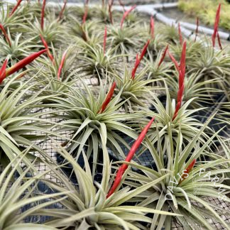 Tillandsia espinosae IN BLOOM