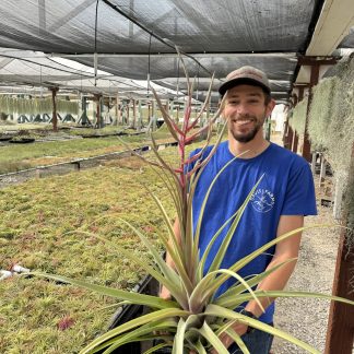 Tillandsia streptophylla x novakii specimen