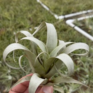 Tillandsia bongarana