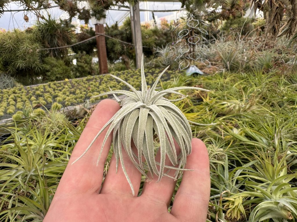 ブロメリア・エアープランツ Tillandsia mauryana Tillandsia mauryana Wholesale - Davis Farms Air Plants