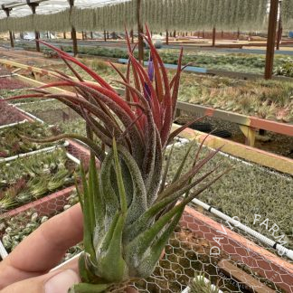 Tillandsia pruinosa x seleriana
