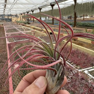 Tillandsia pruinosa x scaposa select red