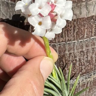 Tillandsia araujei In Bloom