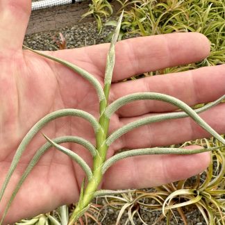 Tillandsia myosura