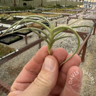 Tillandsia mandonii