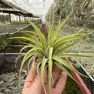 Tillandsia harrisii x Tillandsia achyrostachys