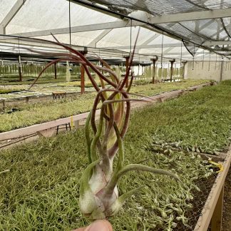 Tillandsia seleriana x bulbosa