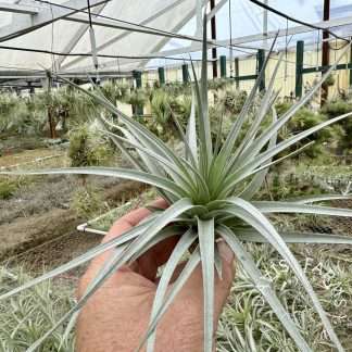Tillandsia White Star (ixioides x recurvifolia) Davis Farms Clone