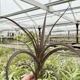 Tillandsia durangensis red form
