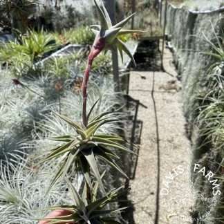 Tillandsia latifolia vivipara type 2 thick form