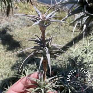 Tillandsia latifolia vivipara type 3