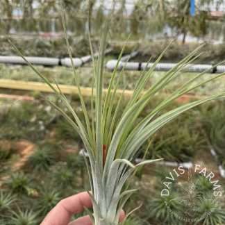 Tillandsia nidus IN BLOOM