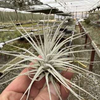 Tillandsia plumosa x tectorum