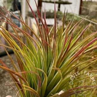 Tillandsia ionantha x violacea (John Arden)