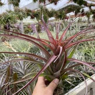 Tillandsia lautneri
