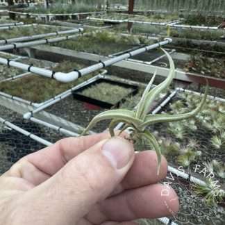 Tillandsia hirta
